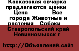 Кавказская овчарка -предлагаются щенки › Цена ­ 20 000 - Все города Животные и растения » Собаки   . Ставропольский край,Невинномысск г.